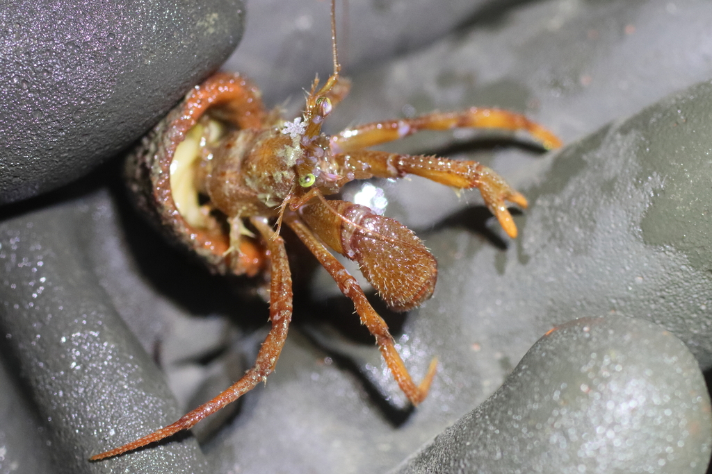 whiteknee hermit