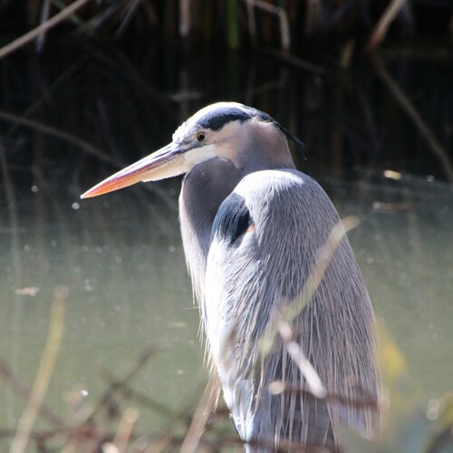 iNaturalist observation photo of Great Blue Heron