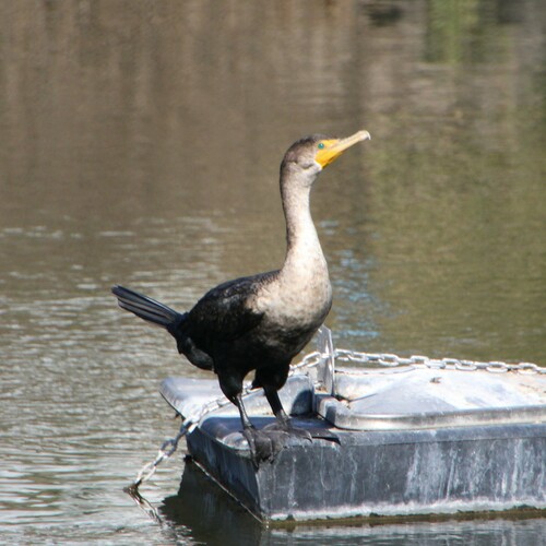 iNaturalist observation photo of Double-crested Cormorant