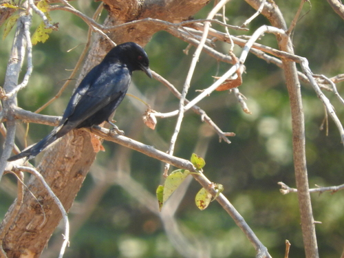 Dicrurus adsimilis