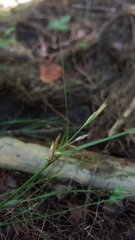 Carex elliottii