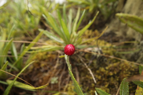 Helichrysum meyeri-johannis image