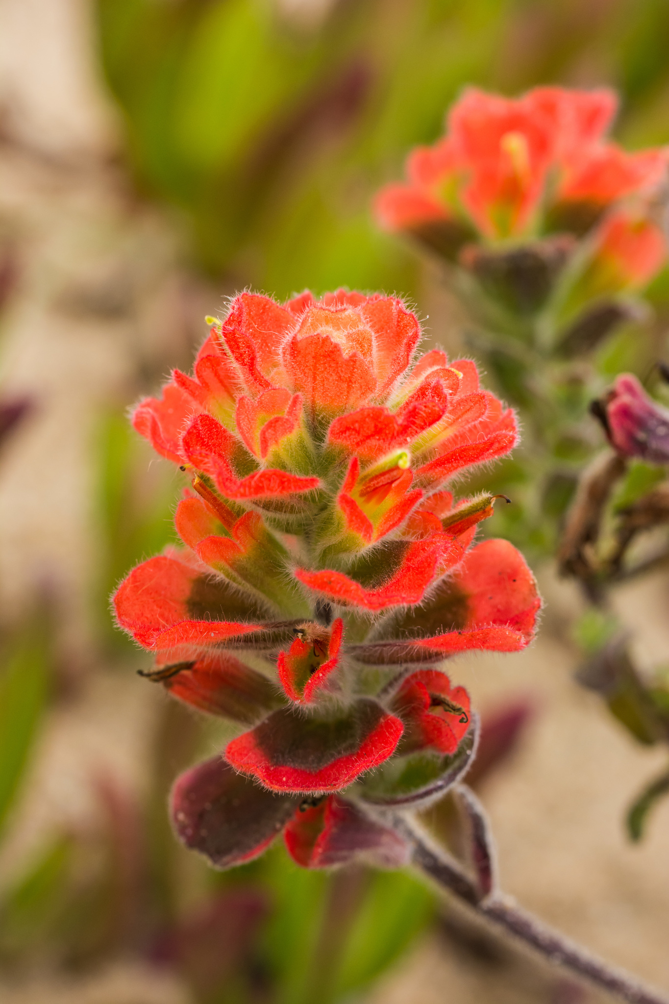 Castilleja latifolia