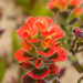 Monterey Indian Paintbrush - Photo (c) Jeremiah Degenhardt, some rights reserved (CC BY-NC), uploaded by Jeremiah Degenhardt