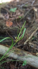 Carex elliottii