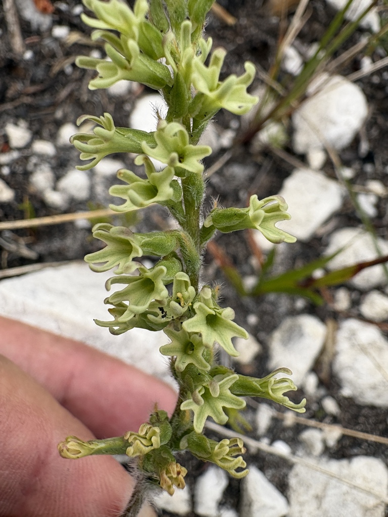 Holothrix pilosa