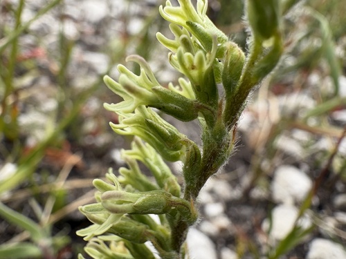 Image of Holothrix pilosa by (c) Charleen Brunke, some rights reserved (CC BY)