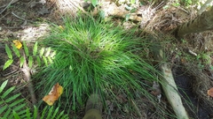 Carex elliottii