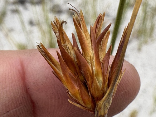 Image of Schoenus compar by (c) Charleen Brunke, some rights reserved (CC BY)