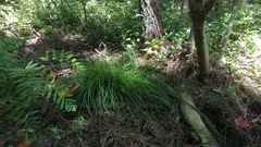 Carex elliottii