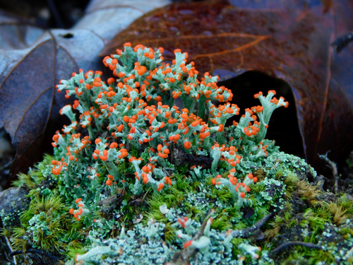 British soldier lichen