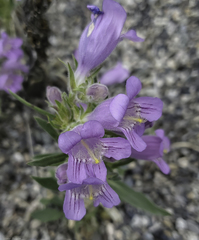Penstemon eriantherus