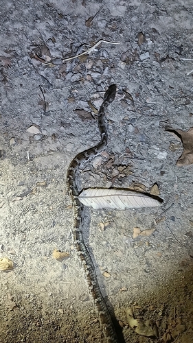 West African Cat Snake