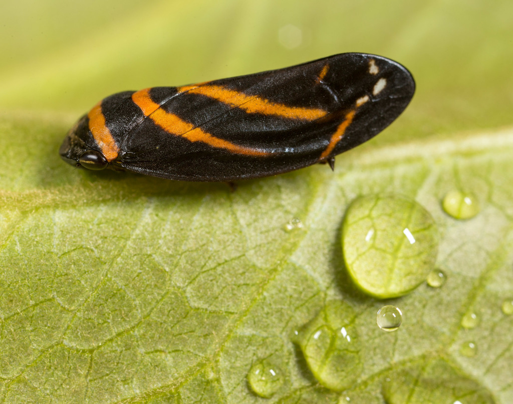 Sphodroscarta trivirgata