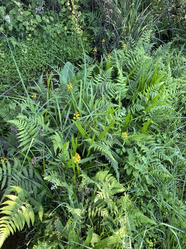 Barberetta aurea (Barberetta aurea)