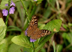 Junonia lemonias