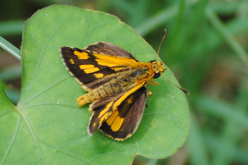 Common Bush Hopper | Native Nature
