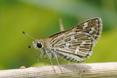 Taractrocera maevius