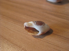 Amalda depressa