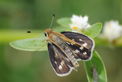 Taractrocera maevius