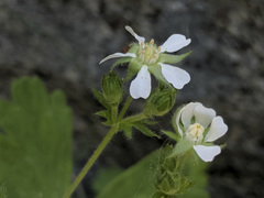 Horkelia clevelandii