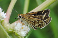 Taractrocera maevius