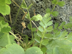 Horkelia clevelandii