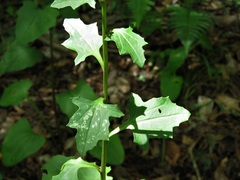 Arnoglossum diversifolium