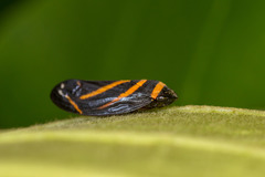 Sphodroscarta trivirgata