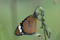 Danaus chrysippus