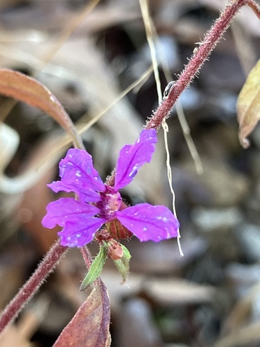 Blue waxweed (Cuphea viscosissima)