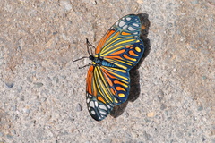 Campylotes histrionicus