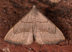 Macrochilo litophora