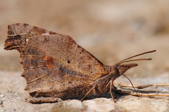 Libythea