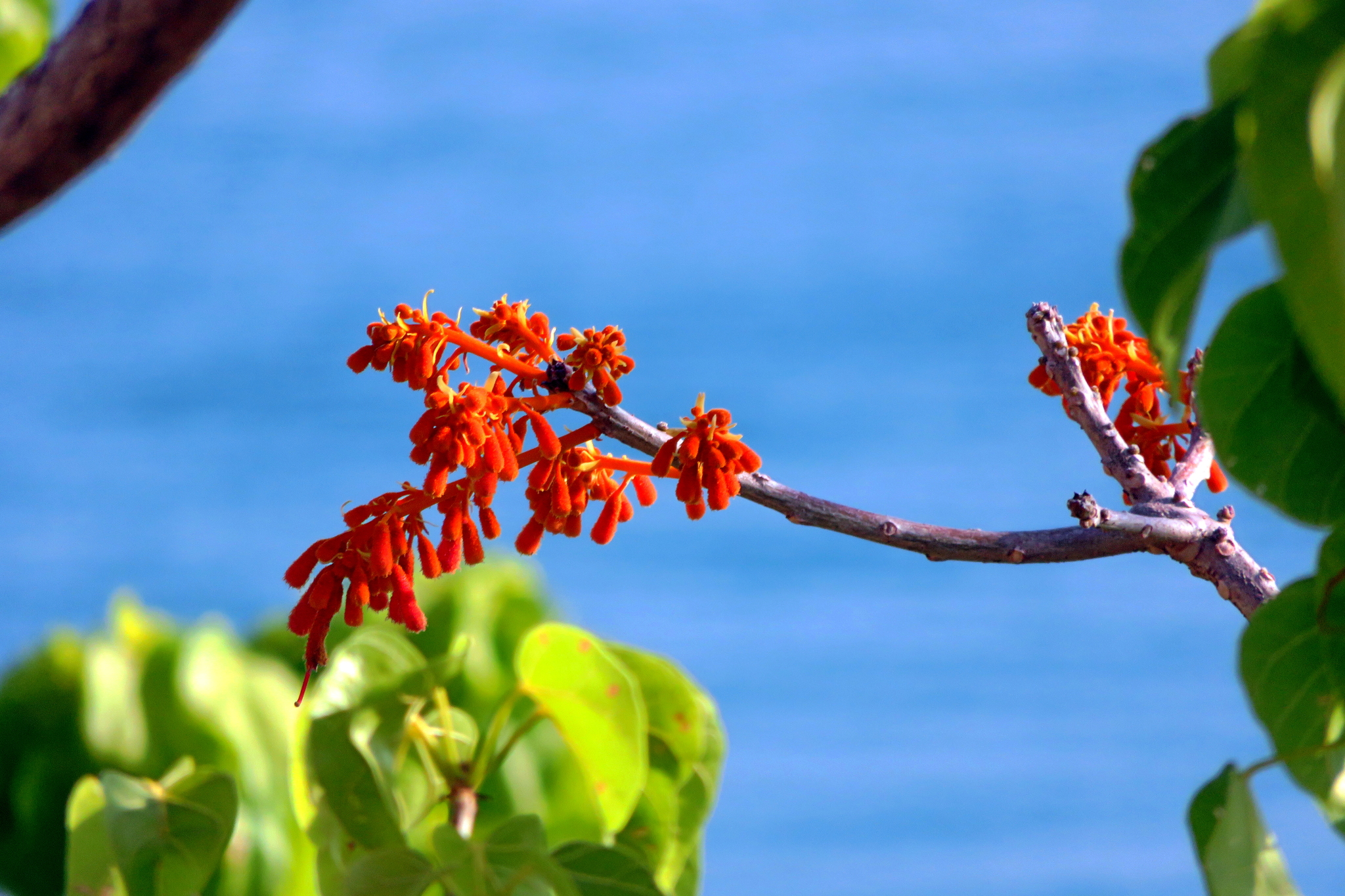 Firmiana colorata — ảnh 2