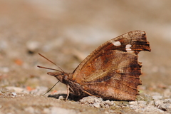 Libythea