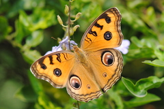 Junonia almana