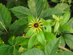 Rudbeckia