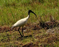 Threskiornis melanocephalus