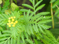 Tanacetum vulgare