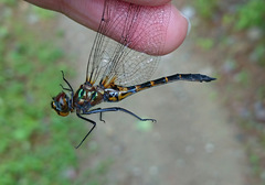 Dorocordulia lepida