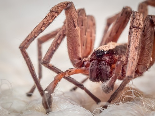 Alabama wandering spider
