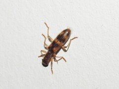 Cymatodera undulata