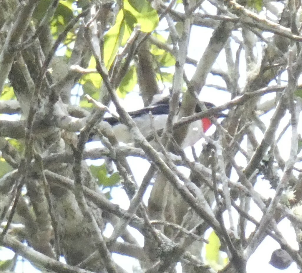 Cherry-throated Tanager (Nemosia rourei), photo 3