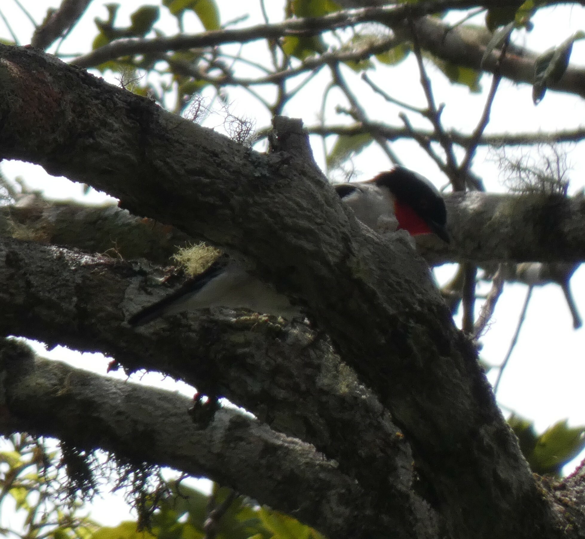 Cherry-throated Tanager (Nemosia rourei), photo 4
