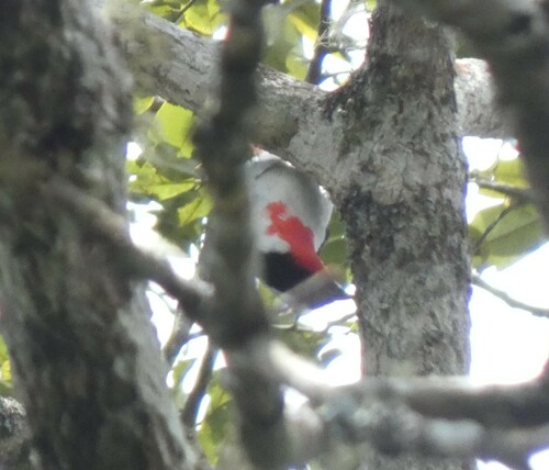 Cherry-throated Tanager (Nemosia rourei), photo 9