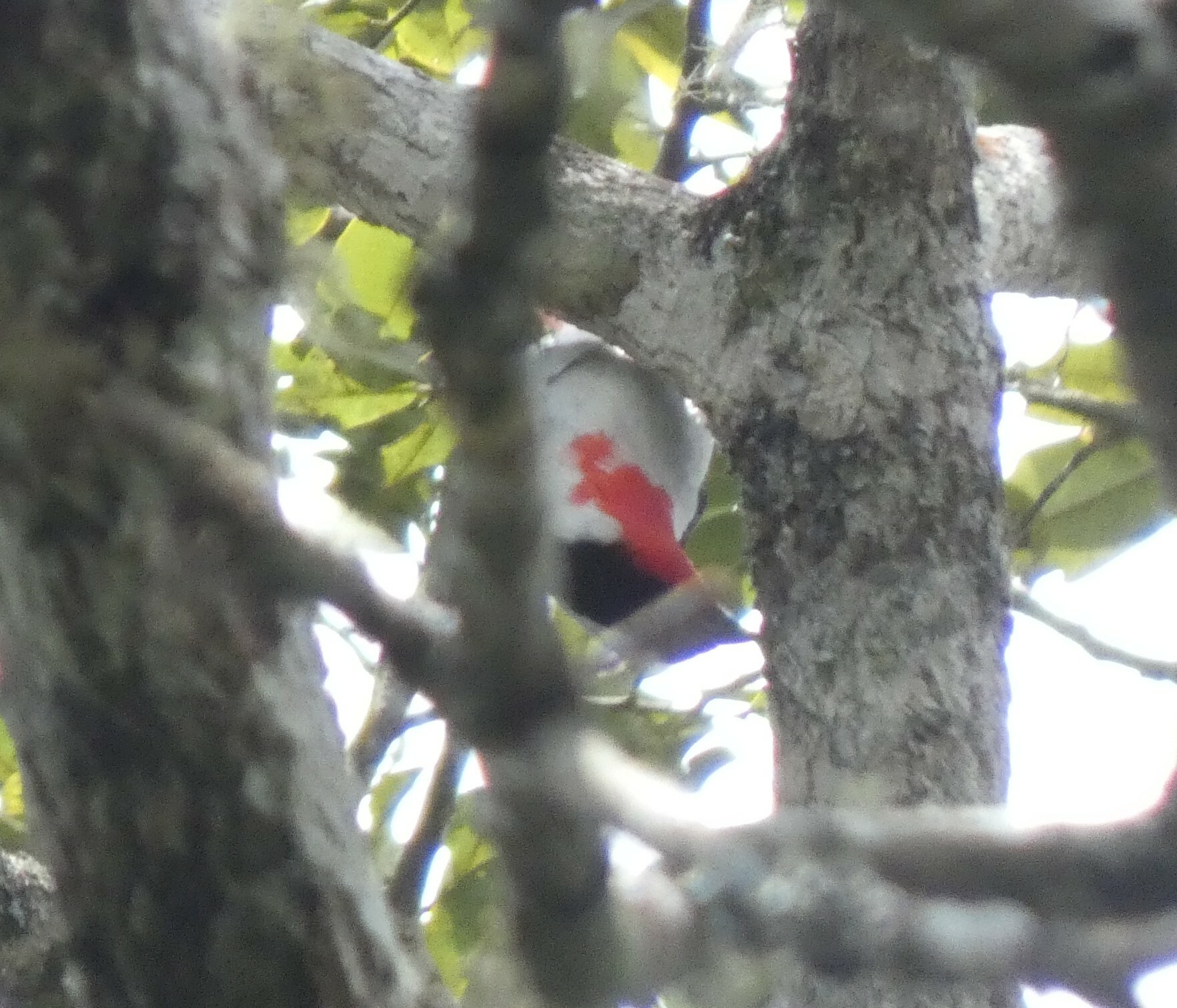 Cherry-throated Tanager (Nemosia rourei), photo 1
