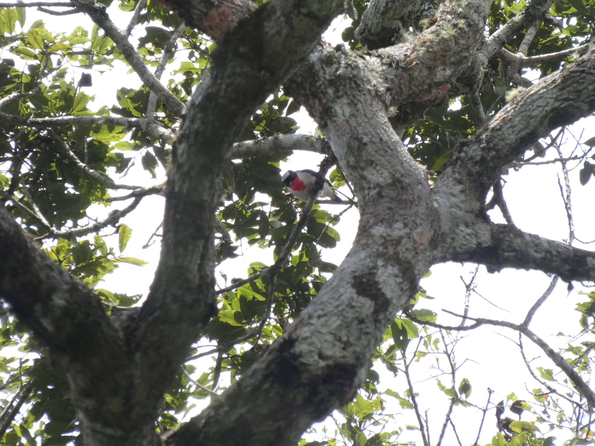 Cherry-throated Tanager (Nemosia rourei), photo 2