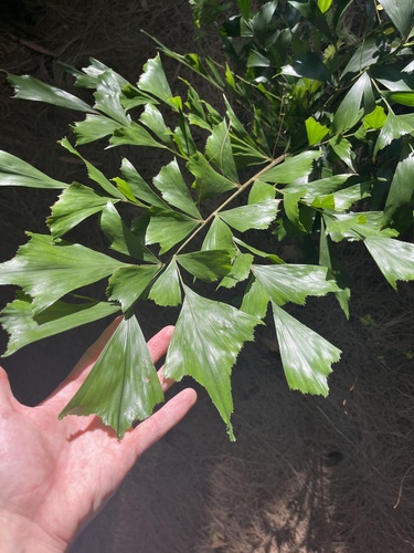 Caryota mitis