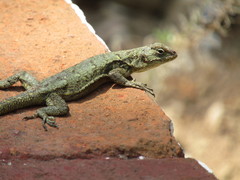 Sceloporus